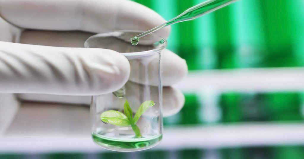 Muestra De Los Biotecnologos Upc