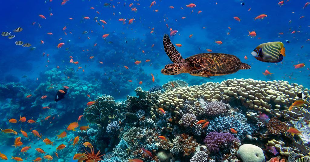 Biodiversidad